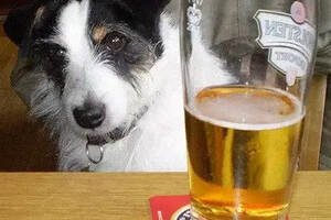 趣闻｜炎热夏天，你会赏给狗狗一杯啤酒吗？