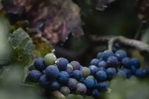 收藏贴｜全球最具特色6个黑皮诺葡萄酒产区