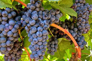 丹娜：世界上单宁含量最高的葡萄品种