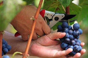 葡萄酒的成熟度对葡萄酒有什么影响？葡萄酒的成熟度可以喝出来