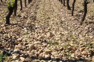 土壤越肥沃，酿出的葡萄酒越难喝？