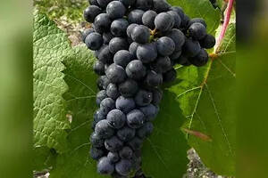重温葡萄酒中的黑色水果香气（葡萄酒红色水果和黑色水果的区别）