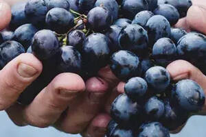 葡萄品种——赤霞珠的简历（葡萄品种梅洛和赤霞珠的区别）