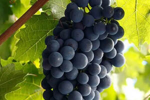 10 个关于赤霞珠葡萄酒的小测试，你能做对几个？