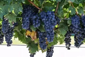 酿红酒最好的葡萄品种