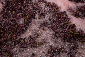 酒精发酵如何影响葡萄酒的口感与风格？