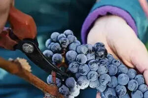 金秋“酒”月，关于葡萄采收你应该知道的那点事儿