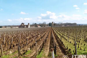 勃艮第葡萄品种的主流与非主流