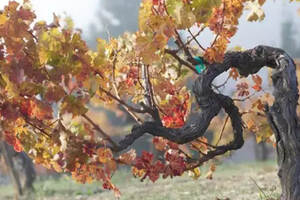 1 棵葡萄树可以酿造几瓶葡萄酒？