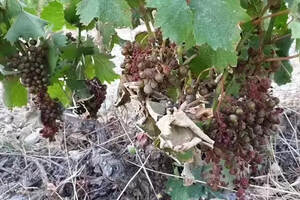 近40%法国南部葡萄藤被毁，超级热浪下的法国葡萄酒价格或将上涨