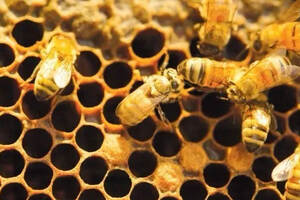 冷知识丨不采葡萄蜜的蜜蜂，养你有何用？
