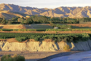 探索新西兰风格多样的灰皮诺葡萄酒