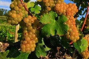 一篇微信带你全面了解维欧尼葡萄品种