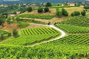 法国卢瓦尔河流域梭密尔(SAUMUR)产区的葡萄酒简介