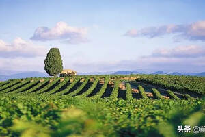 法国维瓦丘、普罗旺斯丘和巴提莫尼欧产区的葡萄酒简介