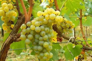 夏布利：独一无二的顶级白葡萄酒产区