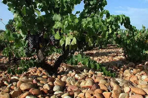 3分钟知识点｜土壤是怎样影响葡萄酒的风味的？