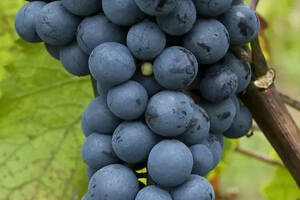那些鲜为人知的中国特色葡萄品种
