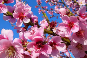 春天来了，最招桃花的桃红葡萄酒你了解吗？