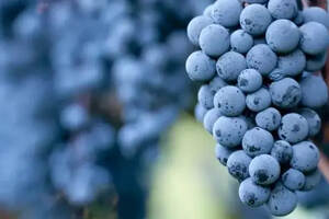 有一种奇迹，叫用同一种葡萄酿出红、白、桃红 3 种葡萄酒！