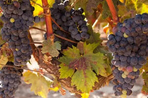 深度：葡萄酒的有机种植、生物动力法，到底是什么意思