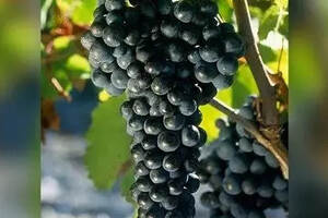 寻觅葡萄酒中的红色水果香气（葡萄酒红色水果和黑色水果的区别）