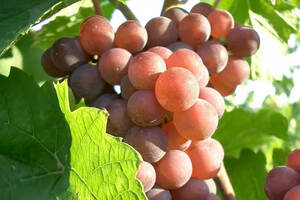 粉红色的白葡萄品种，你见过哪些？