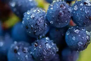 葡萄含有哪些成分，可以让它变成美味的葡萄酒？