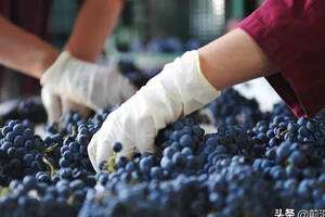 酿酒师和酿造技术是葡萄酒的灵魂！酿造技术对葡萄酒有什么影响？