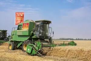 大丰收！古井贡酒年份原浆龙亢农场5万亩专用小麦开始收割