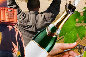小农香槟当道，哪些品牌最经典？
