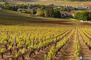 法国勃艮第布依利、布依利丘和修黑-伯恩产区的葡萄酒简介