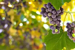 如何判断葡萄是否已经成熟？
