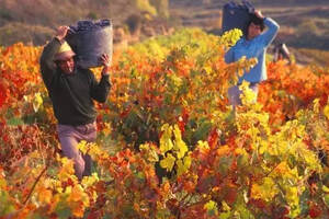 一组葡萄酒产区秋收时节的“艳照”，美得让人窒息