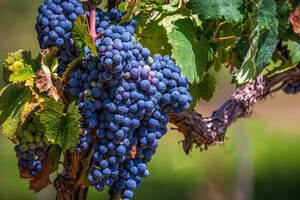 酿酒葡萄不等于鲜食葡萄（酿酒葡萄和鲜食葡萄的区别）