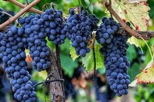 那些绝美的葡萄品种译名，已经诉说了它们的性格