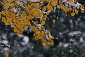 赏图｜一下雪，葡萄园就变成了一张绝美的明信片