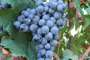 入门：世界上最受欢迎的 4 大红葡萄品种