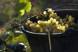 阿尔萨斯：法国的宝藏葡萄酒产区（法国最大的名牌葡萄酒产区是阿尔萨斯）