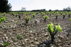 格拉夫：波尔多顶级干白葡萄酒产地