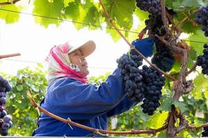国产葡萄酒的春天在产区特色和酒庄自信