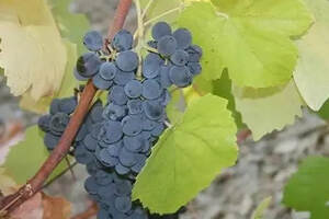国产多瑞加：葡萄牙“国酒”波特最重要的酿酒葡萄