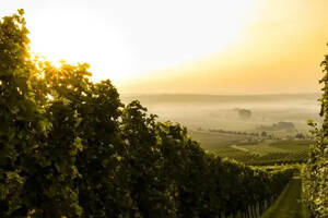 David Allen MW专栏 | 法国的顶级甜葡萄酒，真的是来自苏玳产区吗？