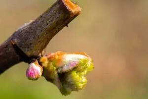 图片解析，从一颗嫩芽到葡萄酒的全过程