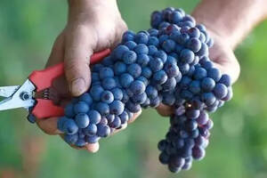 WINE NEWS丨葡萄酒进口商半年锐减35%、法农业部长回怼特朗普……