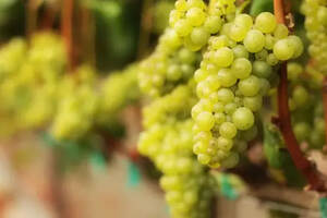 世界主流的12大白葡萄品种