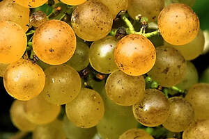 低调却不平凡的葡萄品种——赛美蓉