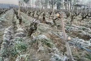 霜冻袭击法国波尔多、勃艮第等葡萄酒产区，自1947年来最严重