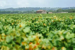法国葡萄酒2019年预计产量下降14%，进口商称当地酒庄没底气涨价