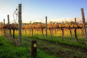 澳大利亚葡萄酒反倾销税开启15月后，进口商转型了吗？